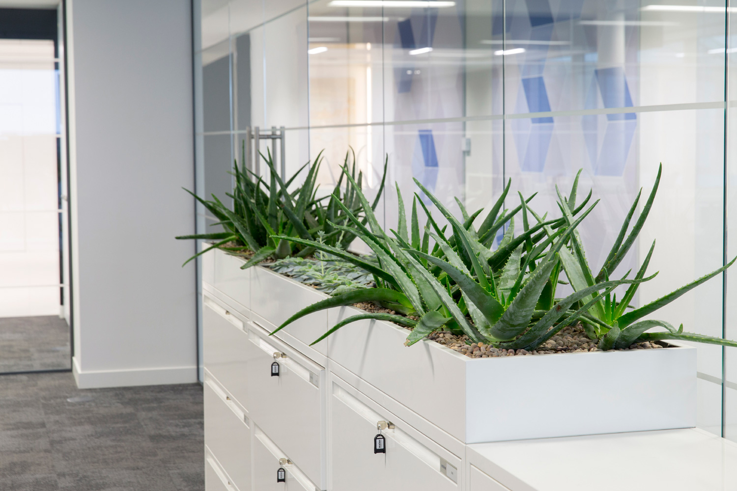 Monochromatic office interiors fit out in London - feature planting on storage