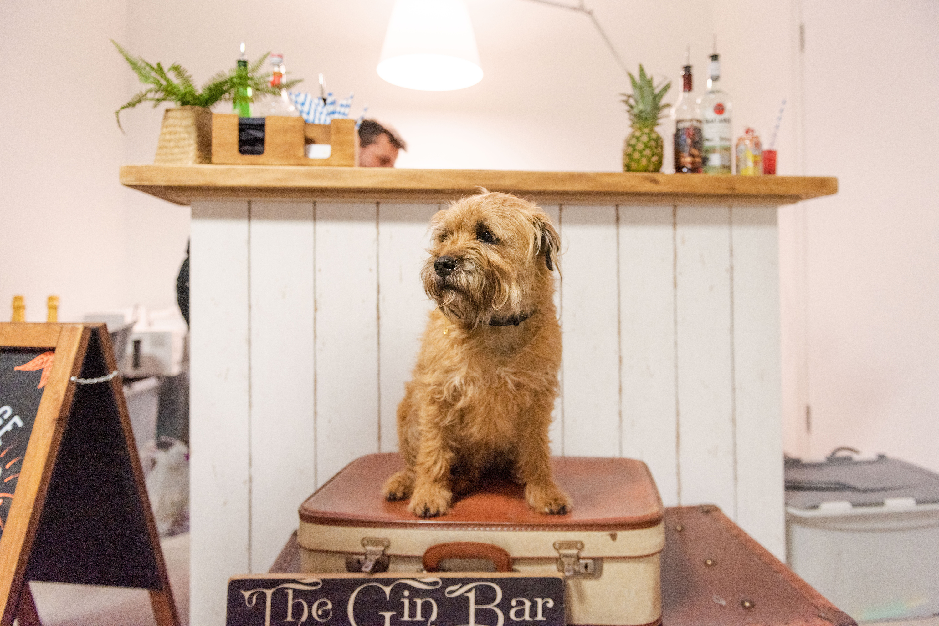 Rusty the dog enjoys the bar