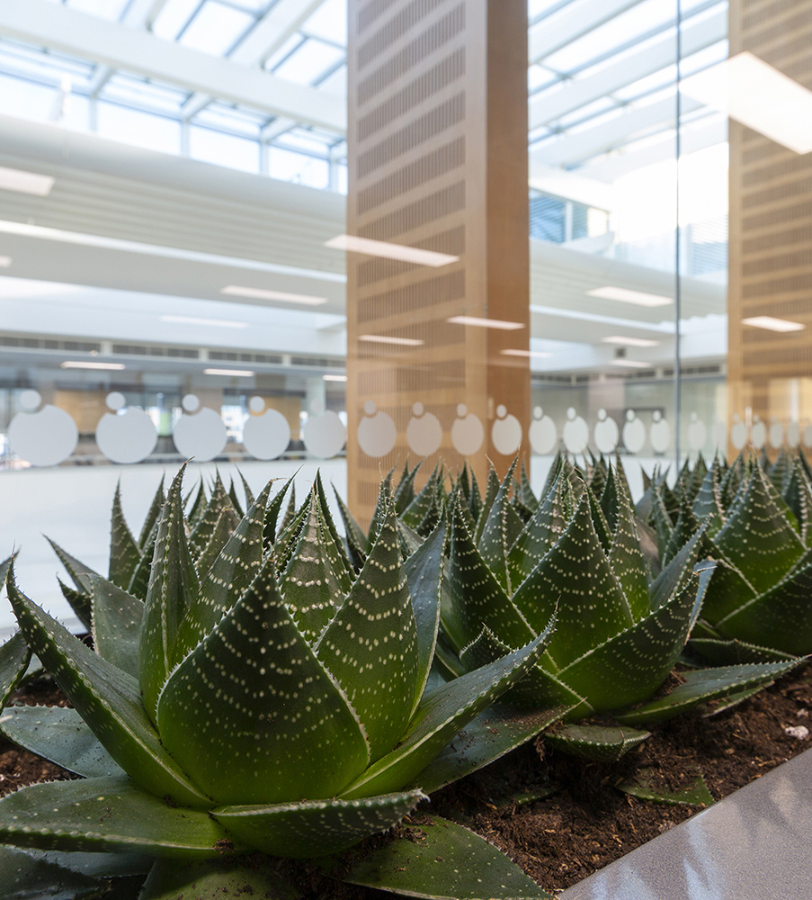 Biophilic planting for Autolus to improve well being